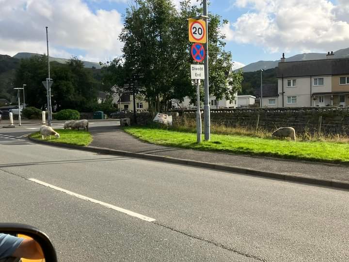 Defaid lleol yn crwydro eto ar hyd y pentref, maent wedi bwyta cryn dipyn o flodau blwyddyn yma.

Sheep aka "4 legged flower stealing thieves" have been roaming the village for at least 2 weeks. They must have devoured quite a few hundred pounds worth of flowers this year.