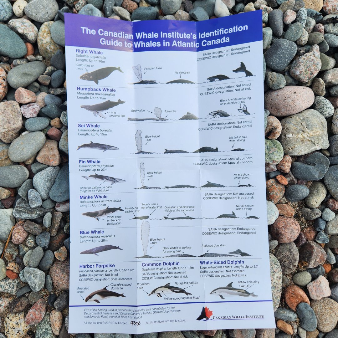 The Canadian Whale Institute is proud to introduce a new pamphlet for folks on the water to help with whale conservation! The aim of this pamphlet is to help oceangoers in identifying marine mammals in Atlantic Canadian waters and understanding Canadian ship speed regulations.