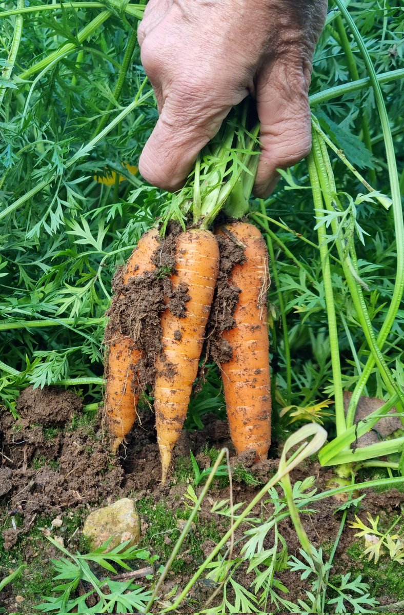 Sakari Alasuutari tweet media