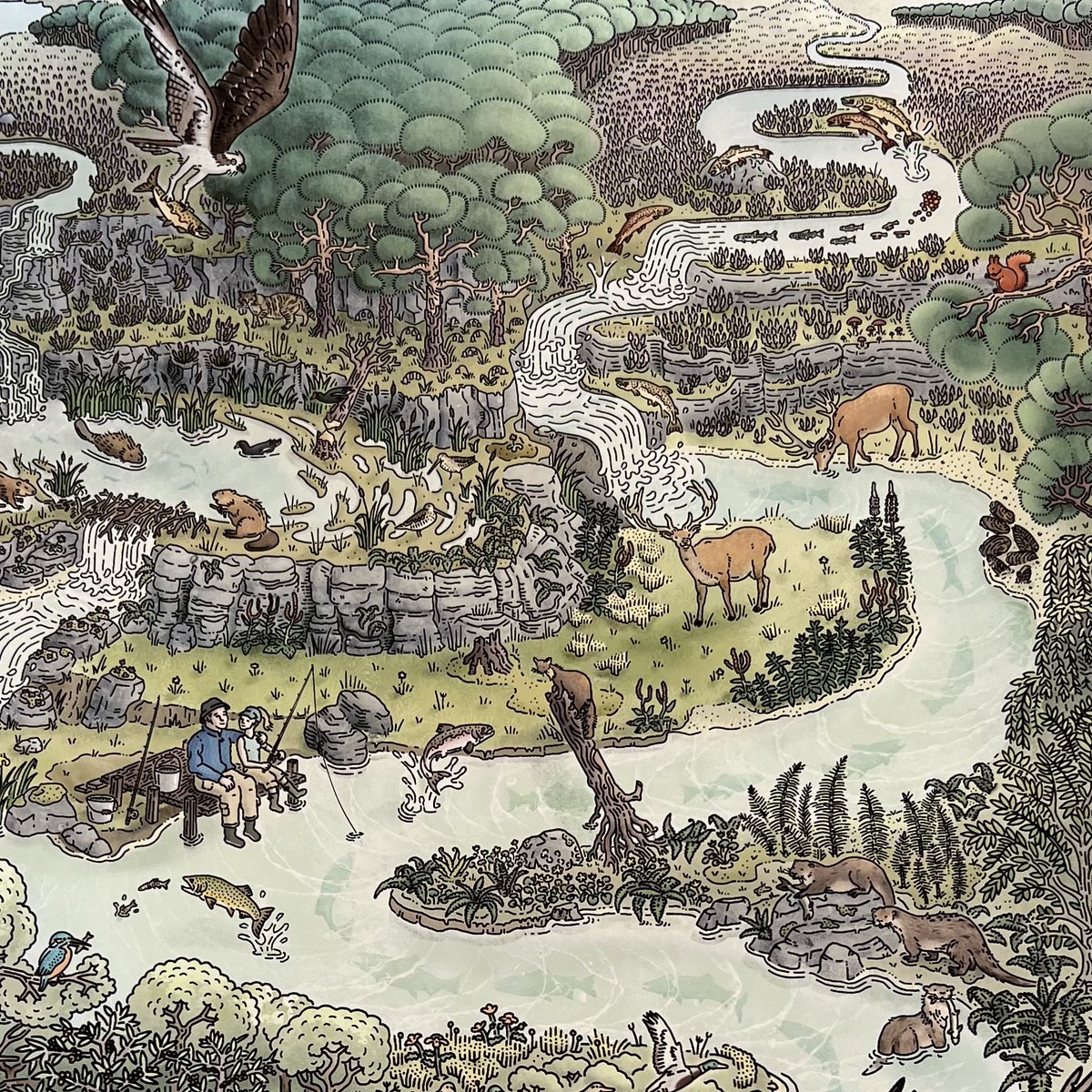 A HUGE thank you to illustrator Jamie Smith for donating this incredible piece to us today, depicting wild salmon at the heart of a healthy, biodiverse ecosystem. It will serve as a wonderful tool by which to engage all age groups with wild salmon conservation.

#wildsalmonfirst