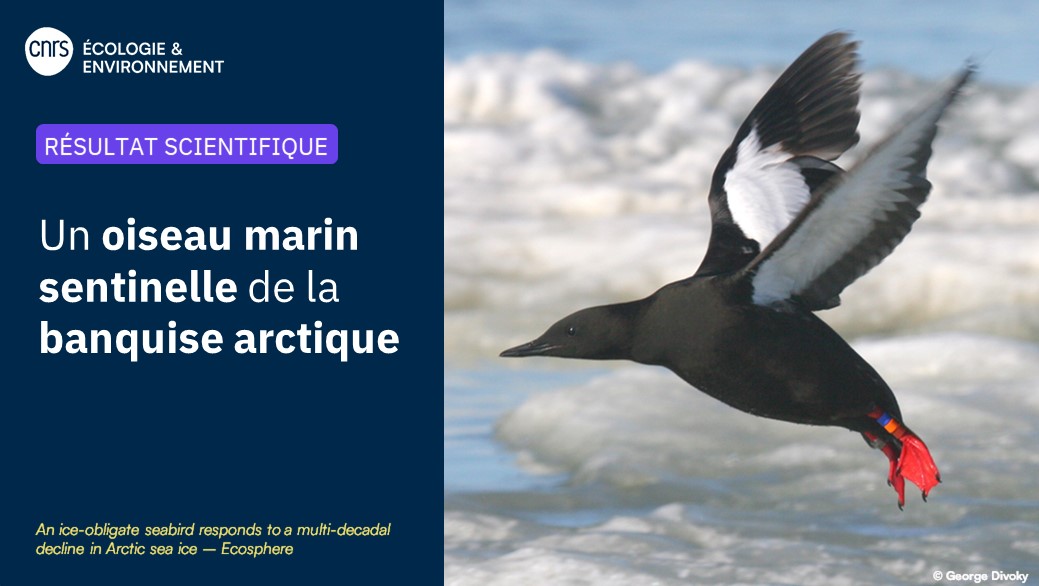 #RésultatScientifique 🔎

🧊🐦Le suivi sur 50 ans d'un oiseau marin arctique nous informe sur l'effet du changement climatique sur cet écosystème. Il témoigne également d'une raréfaction du cabillaud arctique, proie de nombreux espèces de la région.

▶️inee.cnrs.fr/fr/cnrsinfo/un…