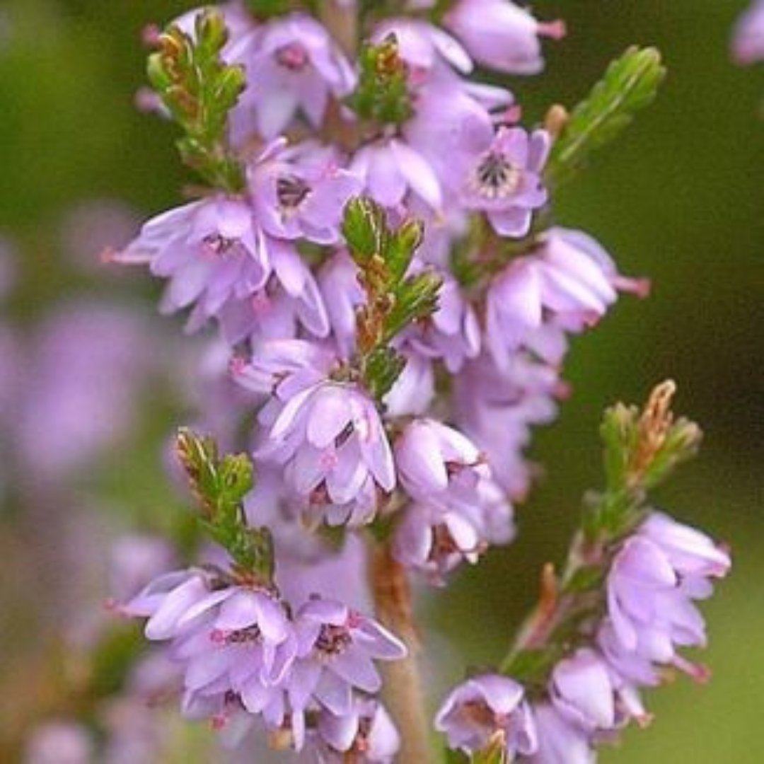 Devil's-bit Scabious &amp; native heathers are among the most popular food plants for wild bees in September

Pollinators are in trouble mainly because of hunger. Native species like these provide pollen &amp; nectar. Let them grow &amp; feed our bees

📷Zoë Devlin
tinyurl.com/4znrjexf