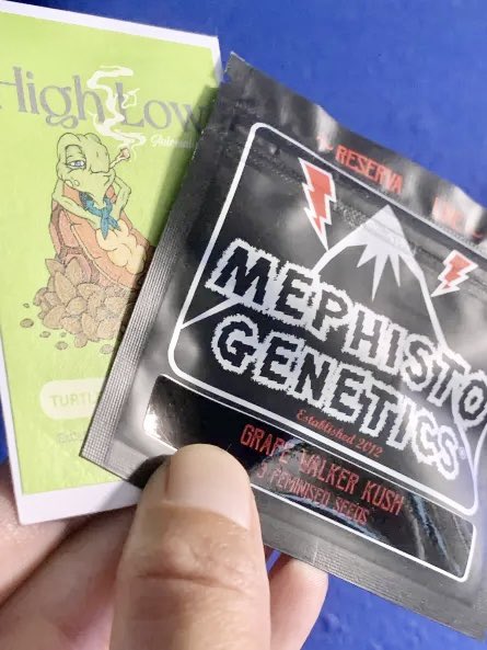 🚨📢🚨 Giveaway Time 🚨📢🚨

🥷🏼🏴‍☠️ Spliff Ninja Giveaway  [1 winner!] 

The Upper Vault x Mephisto Genetics
 
👉 Follow <a href="/TheUpperVault/">The Upper Vault</a> 

👉 Follow <a href="/travisa850/">iFlyHigh™ 🎄</a> 

👉 Retweet 

👉 Like 

👉 Tag friends 

What you’ll win:  
👉1 Three Pack Grape Walker Kush (Fem Auto)
👉1 Two Pack High