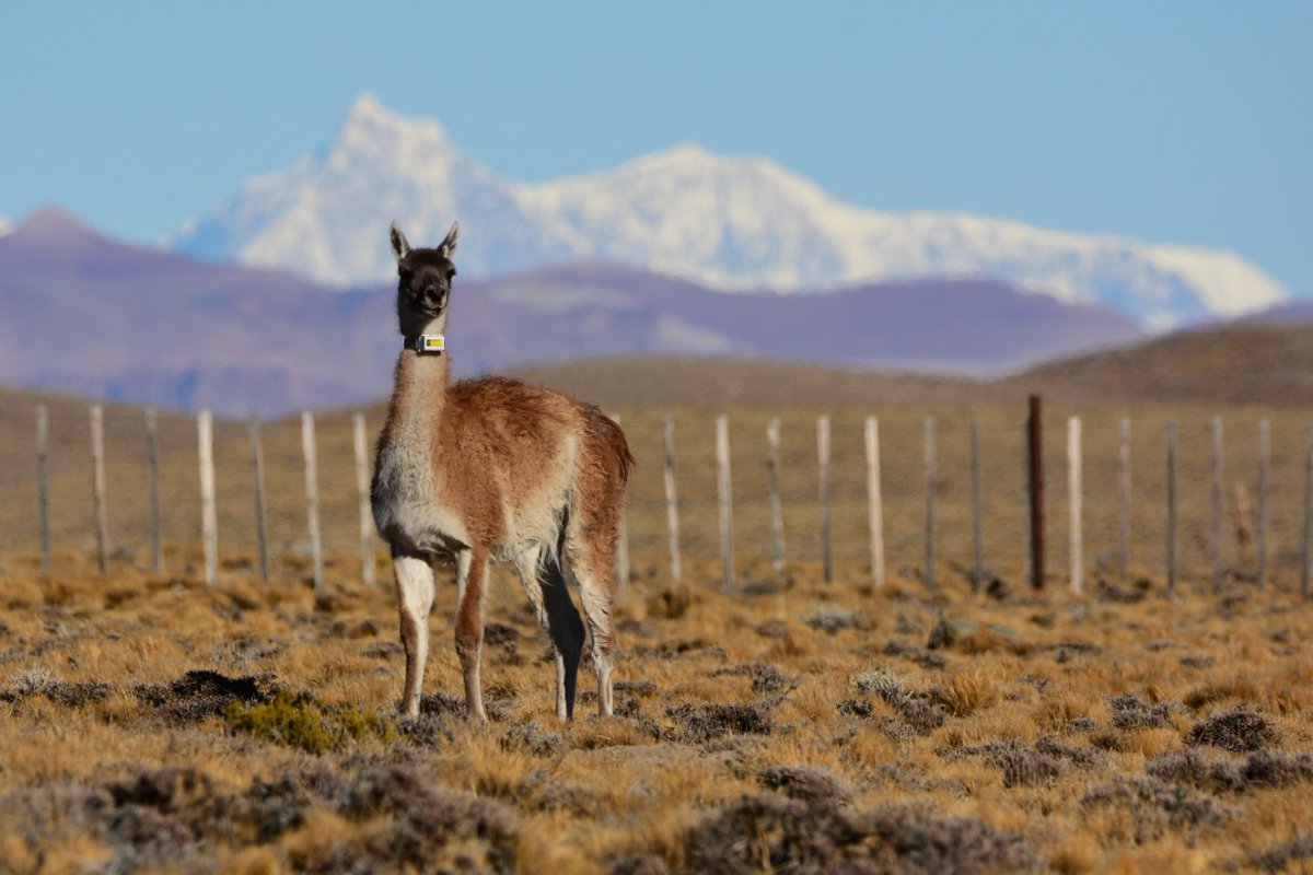 U.S. Department of State | Science Diplomacy USA (@scidiplomacyusa) on Twitter photo Congrats to <a href="/migratinghooves/">Global Initiative on Ungulate Migration</a> on the launch of the world’s first living online atlas of migration maps of hoofed animals (ungulates)! Migration maps can inform conservation planning and policymaking to enhance ecological connectivity and sustain migrations. cms.int/en/gium/migrat… Congrats to <a href="/migratinghooves/">Global Initiative on Ungulate Migration</a> on the launch of the world’s first living online atlas of migration maps of hoofed animals (ungulates)! Migration maps can inform conservation planning and policymaking to enhance ecological connectivity and sustain migrations. cms.int/en/gium/migrat…