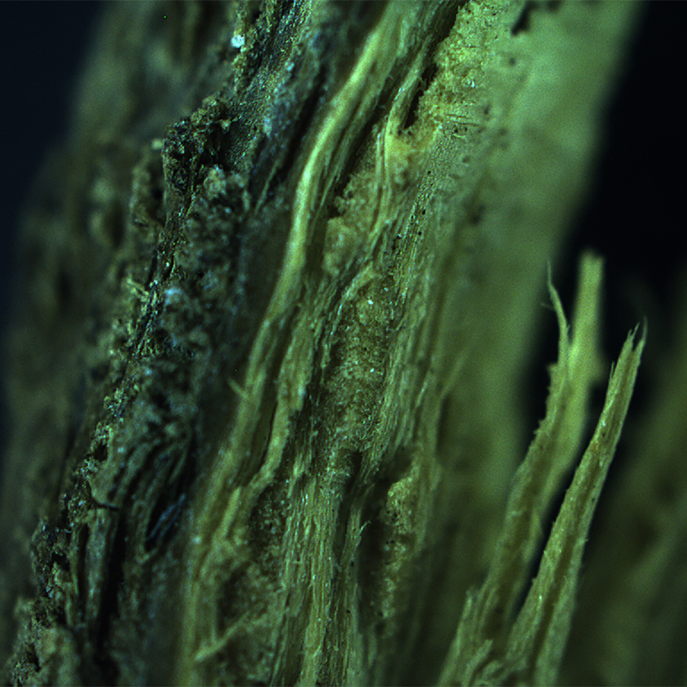 The September 2024 #Buehler #microstructure Calendar Winner is from Andrea Born: Universität Siegen Fakultät IV, Germany

Wood fiber fracture, viewed under bright field illumination at 25x magnification