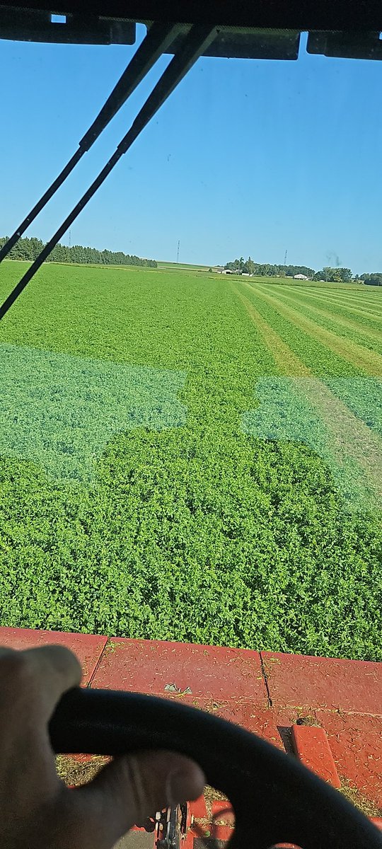 RDykxhoorn's tweet photo. Laying down some 4th cut. Does anyone follow the no cutting after Sept 10 rule anymore?
Now that the kids ate back in school I get more seat time. #ontag #hay24 https://t.co/w5Y6u7Z4E6