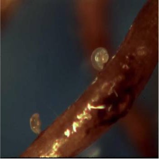 I See Dead Plants Podcast (@isdppodcast) on Twitter photo Make sure to check out the latest episode:
sites.libsyn.com/416264/kidney-…
I interviewed Dr Kathy Lawrence of <a href="/AuburnAg/">Auburn Agriculture</a> on reniform nematode in cotton.
<a href="/ncipmc/">North Central IPM Center</a> <a href="/CropNetwork/">Crop Protection Network</a> <a href="/alabamaED/">Ed Sikora</a> <a href="/ScottGraham72/">Scott Graham</a> <a href="/travisfaske/">Travis Faske</a> <a href="/LSUAgCenter/">LSU AgCenter</a> <a href="/MSUExtService/">MSU Extension</a> <a href="/MizzouIPM/">Mizzou IPM</a> <a href="/UGAExtension/">UGA Extension</a> <a href="/NemaAssayLab/">UFNematology</a> Make sure to check out the latest episode:
sites.libsyn.com/416264/kidney-…
I interviewed Dr Kathy Lawrence of <a href="/AuburnAg/">Auburn Agriculture</a> on reniform nematode in cotton.
<a href="/ncipmc/">North Central IPM Center</a> <a href="/CropNetwork/">Crop Protection Network</a> <a href="/alabamaED/">Ed Sikora</a> <a href="/ScottGraham72/">Scott Graham</a> <a href="/travisfaske/">Travis Faske</a> <a href="/LSUAgCenter/">LSU AgCenter</a> <a href="/MSUExtService/">MSU Extension</a> <a href="/MizzouIPM/">Mizzou IPM</a> <a href="/UGAExtension/">UGA Extension</a> <a href="/NemaAssayLab/">UFNematology</a>