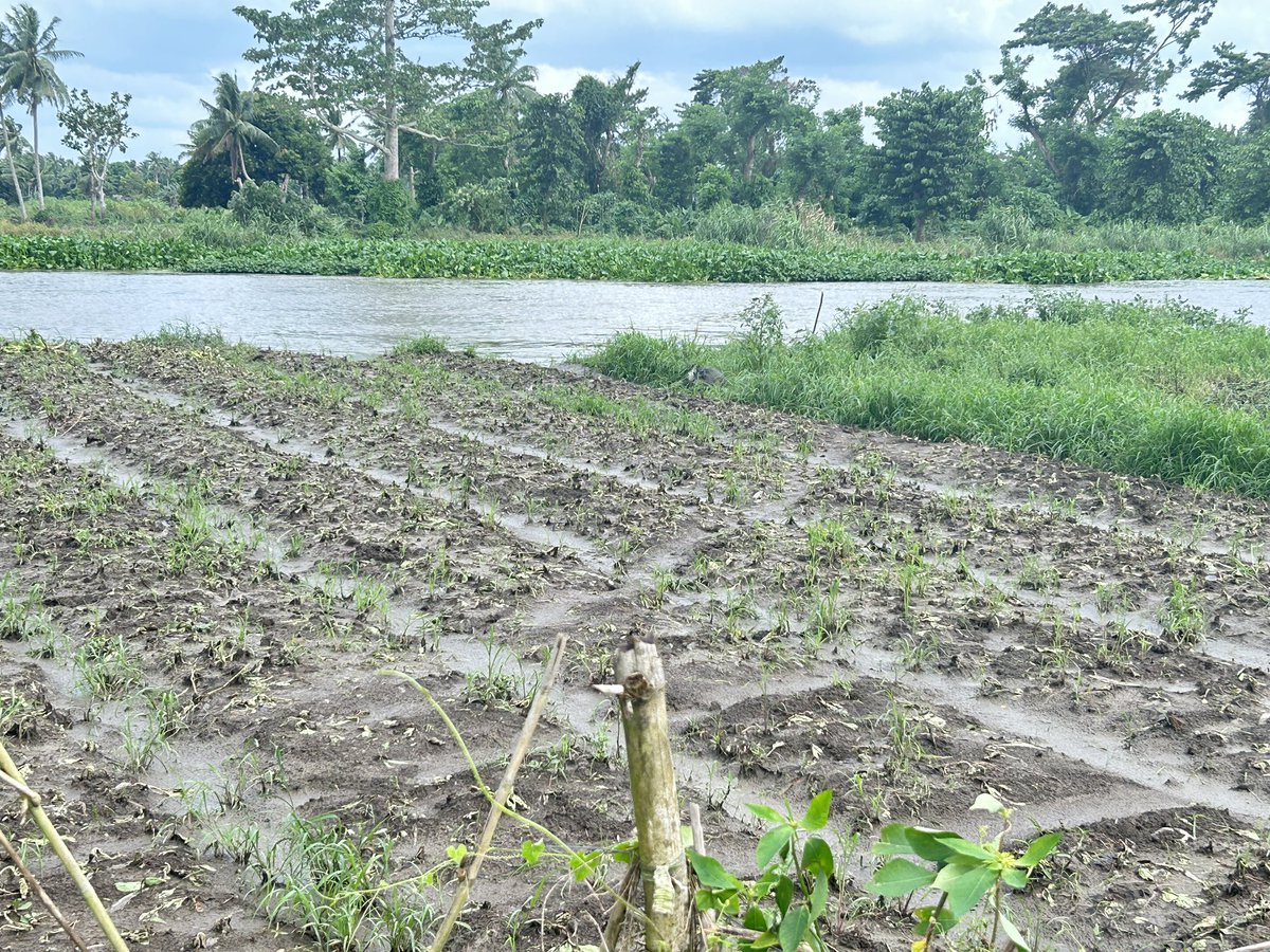 pads_nosi's tweet image. Hanggang ngayon ay lubog pa din sa tubig ang ilang mga kabahayan sa ilang barangay sa Minalabac, Camarines Sur mula noong September 2. Ito ay dahil ng pag-apaw ng tubig mula sa Bicol River dahil sa TC #EntengPH. Malaking pinsala din ang dulot sa mga pananim ng mga residente dito.