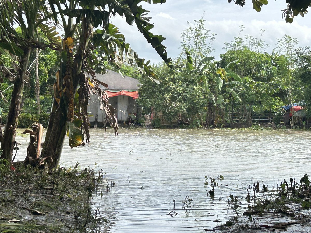 pads_nosi's tweet image. Hanggang ngayon ay lubog pa din sa tubig ang ilang mga kabahayan sa ilang barangay sa Minalabac, Camarines Sur mula noong September 2. Ito ay dahil ng pag-apaw ng tubig mula sa Bicol River dahil sa TC #EntengPH. Malaking pinsala din ang dulot sa mga pananim ng mga residente dito.