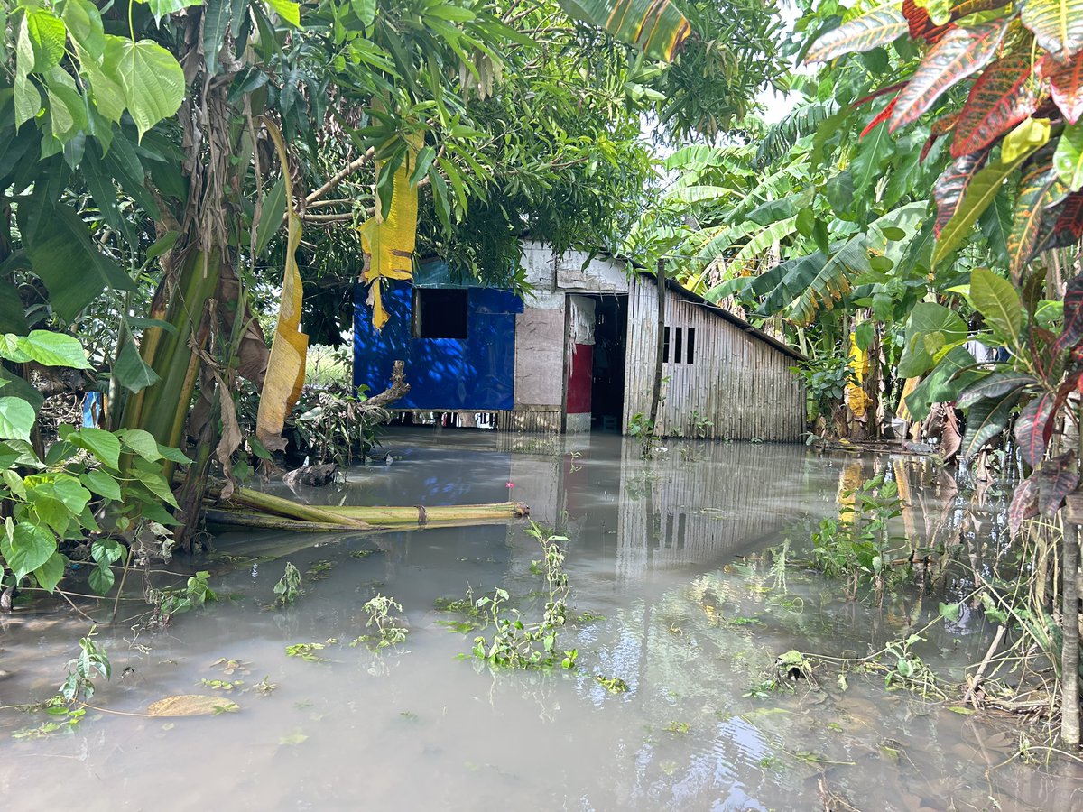 pads_nosi's tweet image. Hanggang ngayon ay lubog pa din sa tubig ang ilang mga kabahayan sa ilang barangay sa Minalabac, Camarines Sur mula noong September 2. Ito ay dahil ng pag-apaw ng tubig mula sa Bicol River dahil sa TC #EntengPH. Malaking pinsala din ang dulot sa mga pananim ng mga residente dito.