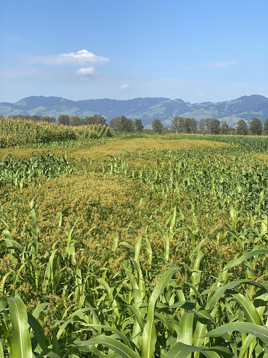 Es ist ein Trauerspiel wie sich dieses vermaledeite Erdmandelngras im Rheintal immer mehr ausbreitet 😭
