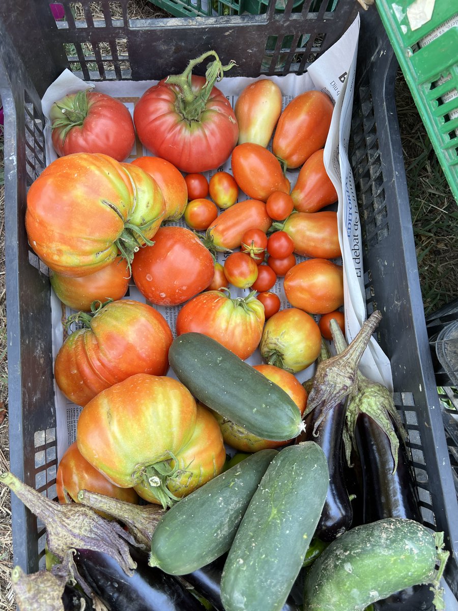eeduardalba's tweet photo. Algunes fotos de l'hort d'aquest estiu. 🐞🌞🍅 https://t.co/ERwi6sB6Ny