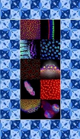 The 10th meeting of the Portugal Drosophila research community is loading…⏳
We hope you are as excited as we are to bring together this community again to discuss, share and develop research ideas using our beloved fruit fly model!🤓🍌🪰
Registrations are opening soon🤞🏾