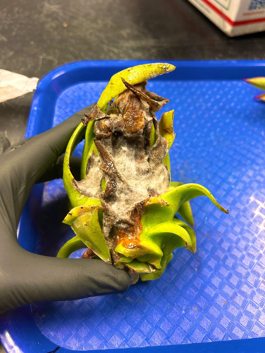 Tropical Plant Clinic & Research Lab tweet media