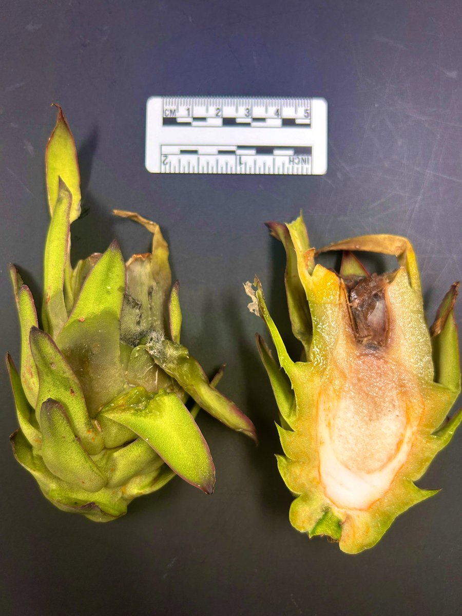 Tropical Plant Clinic & Research Lab tweet media