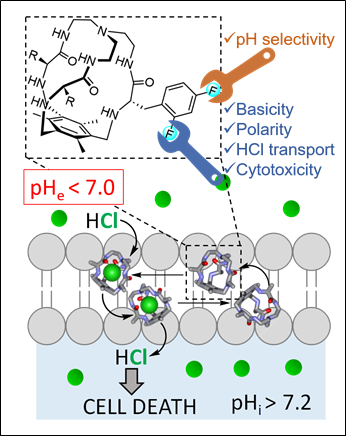 Bioorganica (@bioorganicaubu) on Twitter photo Peripheral fluorine substitution on pseudopeptidic cages controls pH-dependent cytotoxicity in cancer cells. Collaborative work lead by <a href="/nacho_alfonso/">Ignacio Alfonso</a>, <a href="/IQAC_CSIC/">Institute for Advanced Chemistry of Catalonia</a> just published on <a href="/CellRepPhysSci/">Cell Reports Physical Science</a> <a href="/Isra_CB/">Dr. Israel Carreira Barral</a>
cell.com/cell-reports-p…
DOI: 10.1016/j.xcrp.2024.102152 Peripheral fluorine substitution on pseudopeptidic cages controls pH-dependent cytotoxicity in cancer cells. Collaborative work lead by <a href="/nacho_alfonso/">Ignacio Alfonso</a>, <a href="/IQAC_CSIC/">Institute for Advanced Chemistry of Catalonia</a> just published on <a href="/CellRepPhysSci/">Cell Reports Physical Science</a> <a href="/Isra_CB/">Dr. Israel Carreira Barral</a>
cell.com/cell-reports-p…
DOI: 10.1016/j.xcrp.2024.102152