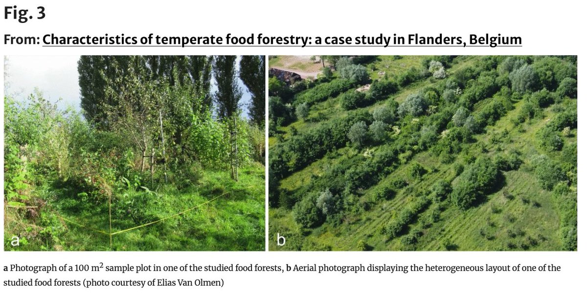 @stephschelfhout.bsky.social (@stephskitonic) on Twitter photo 🥳 New paper from <a href="/ForNaLab/">Forest & Nature Lab</a> <a href="/FbwUGent/">Faculty of Bioscience Engineering UGent</a> <a href="/ILVOvlaanderen/">ILVO</a> : Lieke Moereels et al characterised the temperate food forestry in Flanders (Belgium) in <a href="/springerlink/">Springerlink</a> Agroforestry Systems
rdcu.be/dSWOo 🥳 New paper from <a href="/ForNaLab/">Forest & Nature Lab</a> <a href="/FbwUGent/">Faculty of Bioscience Engineering UGent</a> <a href="/ILVOvlaanderen/">ILVO</a> : Lieke Moereels et al characterised the temperate food forestry in Flanders (Belgium) in <a href="/springerlink/">Springerlink</a> Agroforestry Systems
rdcu.be/dSWOo