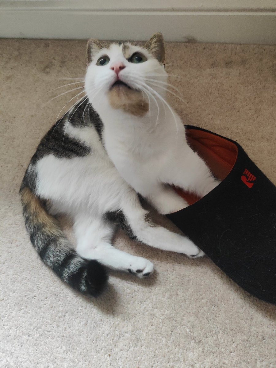 Dagon in places she shouldn't be, this time stealing slippers 🤣