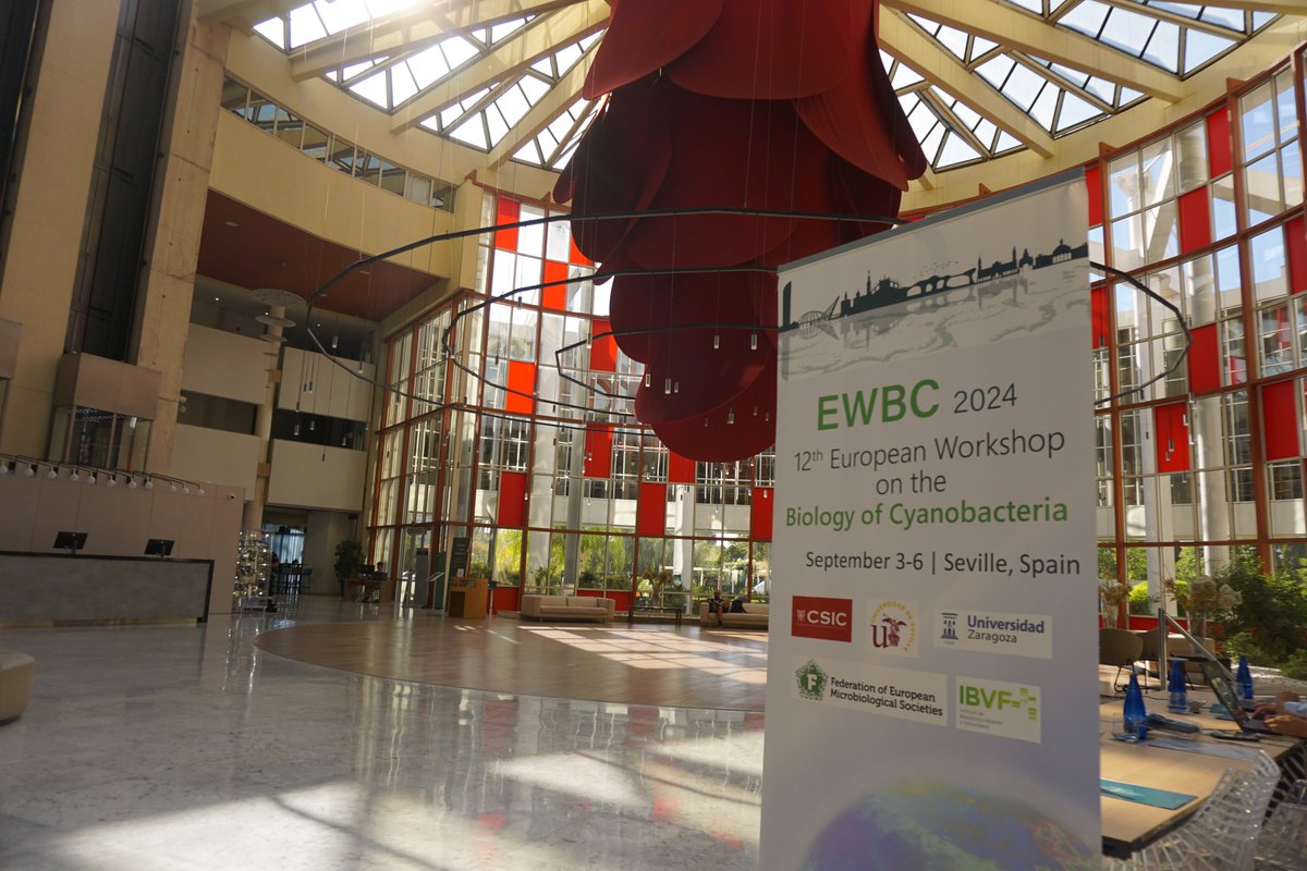 gal_cvg's tweet image. #EWBC2024