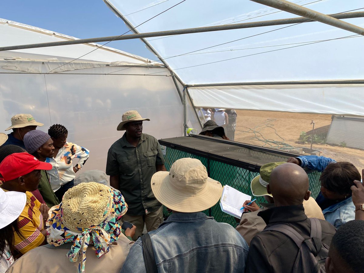 SeritiInstitute's tweet image. Farmers Day in action! The Seedling and Vermicompost Demonstrations are underway, offering practical insights into sustainable farming practices and innovation.

#2ndAnnualFarmersDay #WorkLearnGrow #WLG #Seriti #DeelpanAgriNode #Agriculture #environmentalawarenes #sustainability