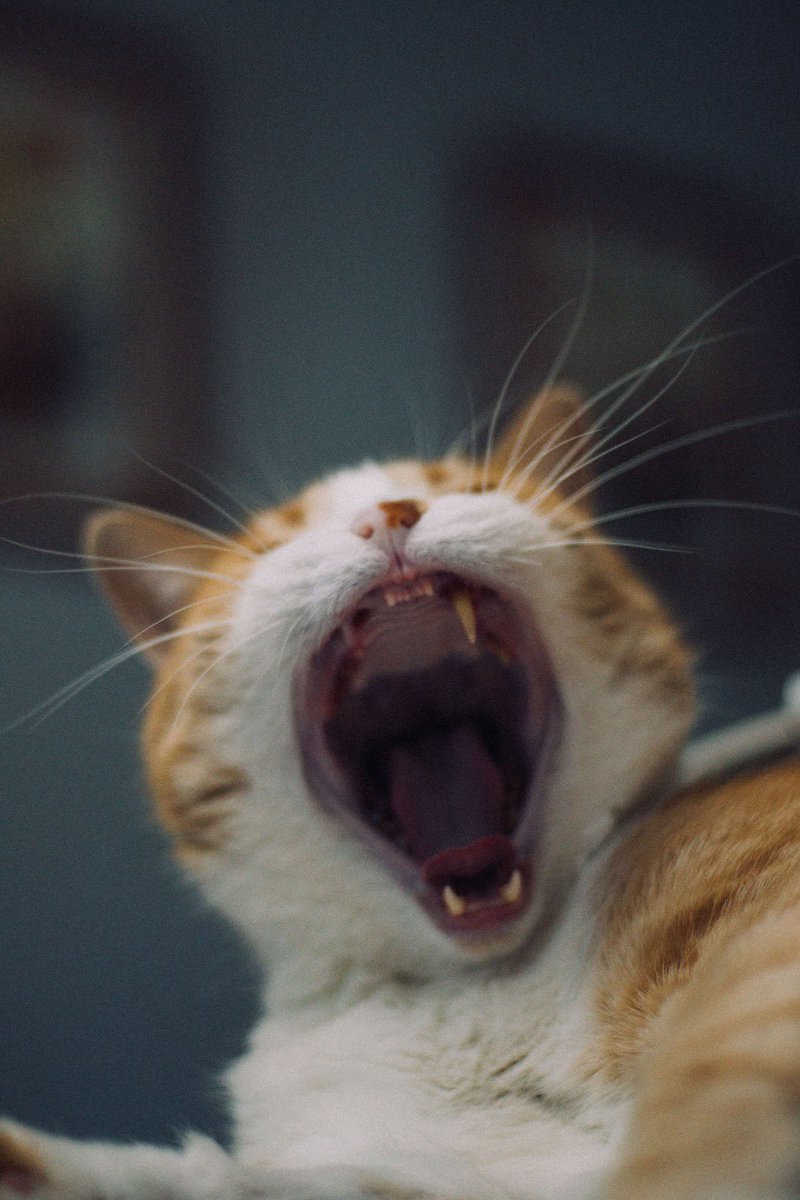 danibiggL's tweet photo. mi gato bostezando pero le falta un colmillo https://t.co/aqZUXRWUM3