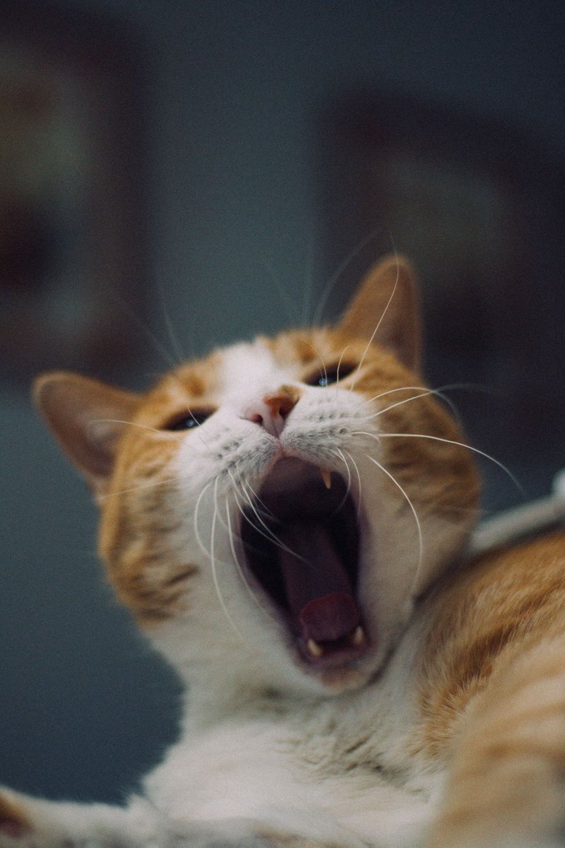 danibiggL's tweet photo. mi gato bostezando pero le falta un colmillo https://t.co/aqZUXRWUM3