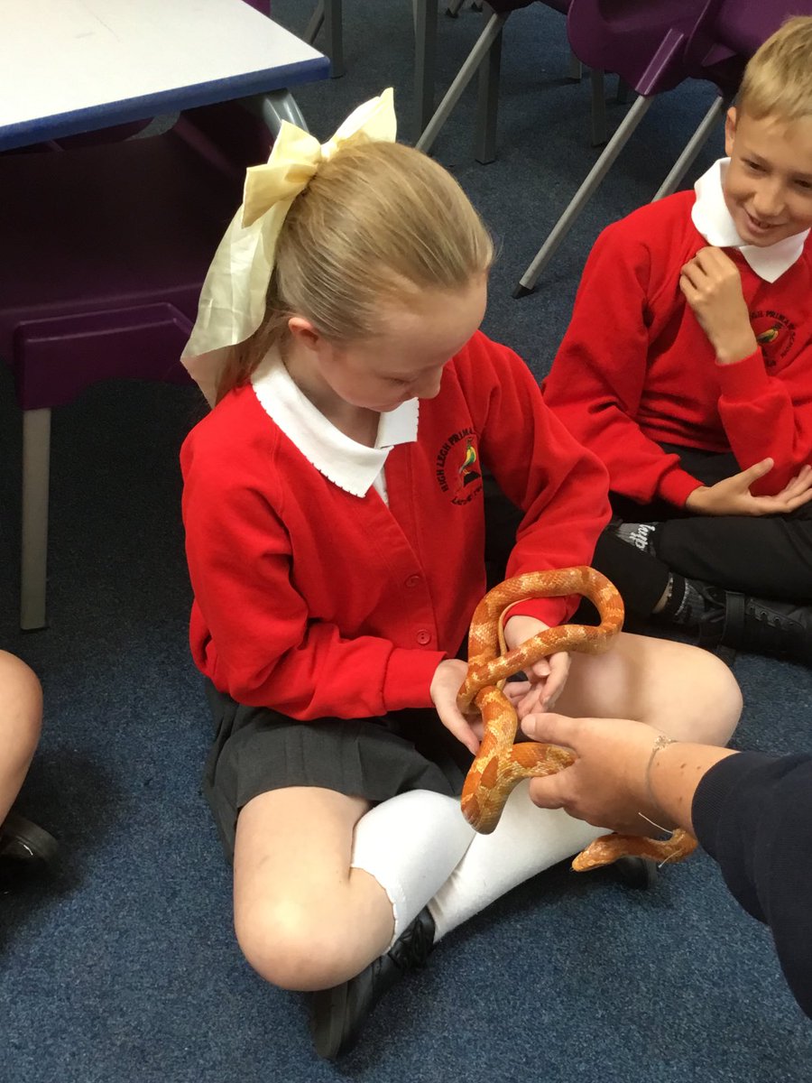 HighLeghPrimary's tweet image. Y6 enjoying ⁦@AnimalsTakeOver⁩ workshop. Amazing as always, so much to learn 🪱🦉🪳