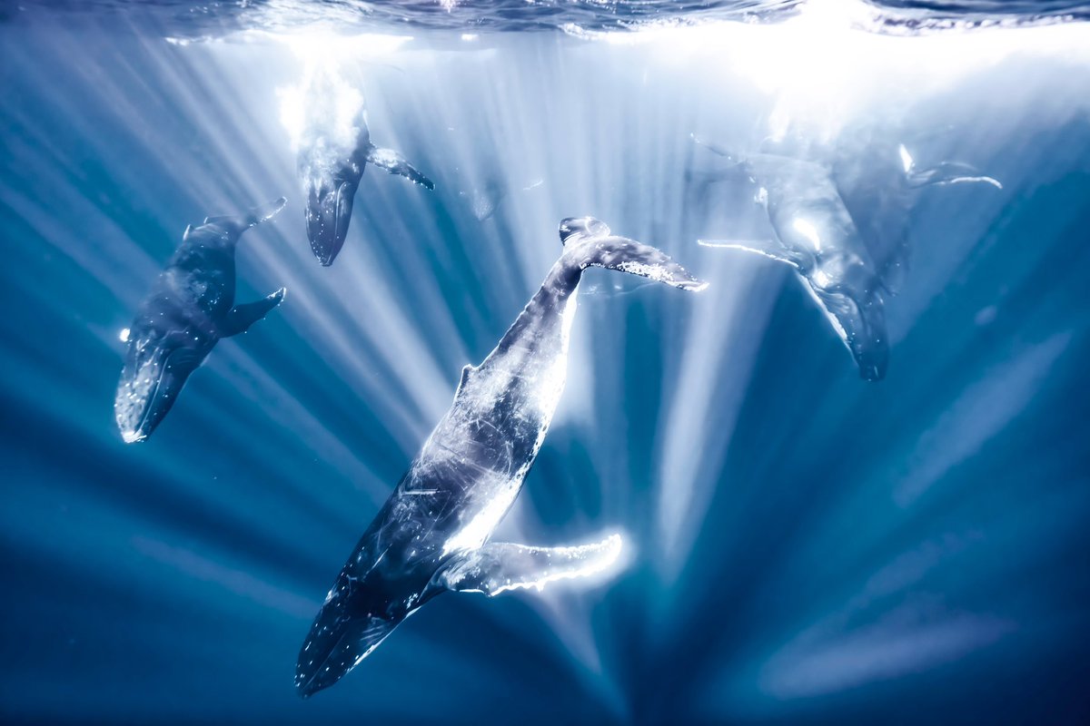 nature_yukiueda's tweet photo. 10頭以上のクジラたちが一斉に泳ぐクジラのレース。それは子孫を残すための戦いでもありました。

自分のすぐ近くを通り抜けていく姿は迫力という言葉では足りず、クジラたちの生存本能を感じる風景でした。 https://t.co/PomqfHjLXk
