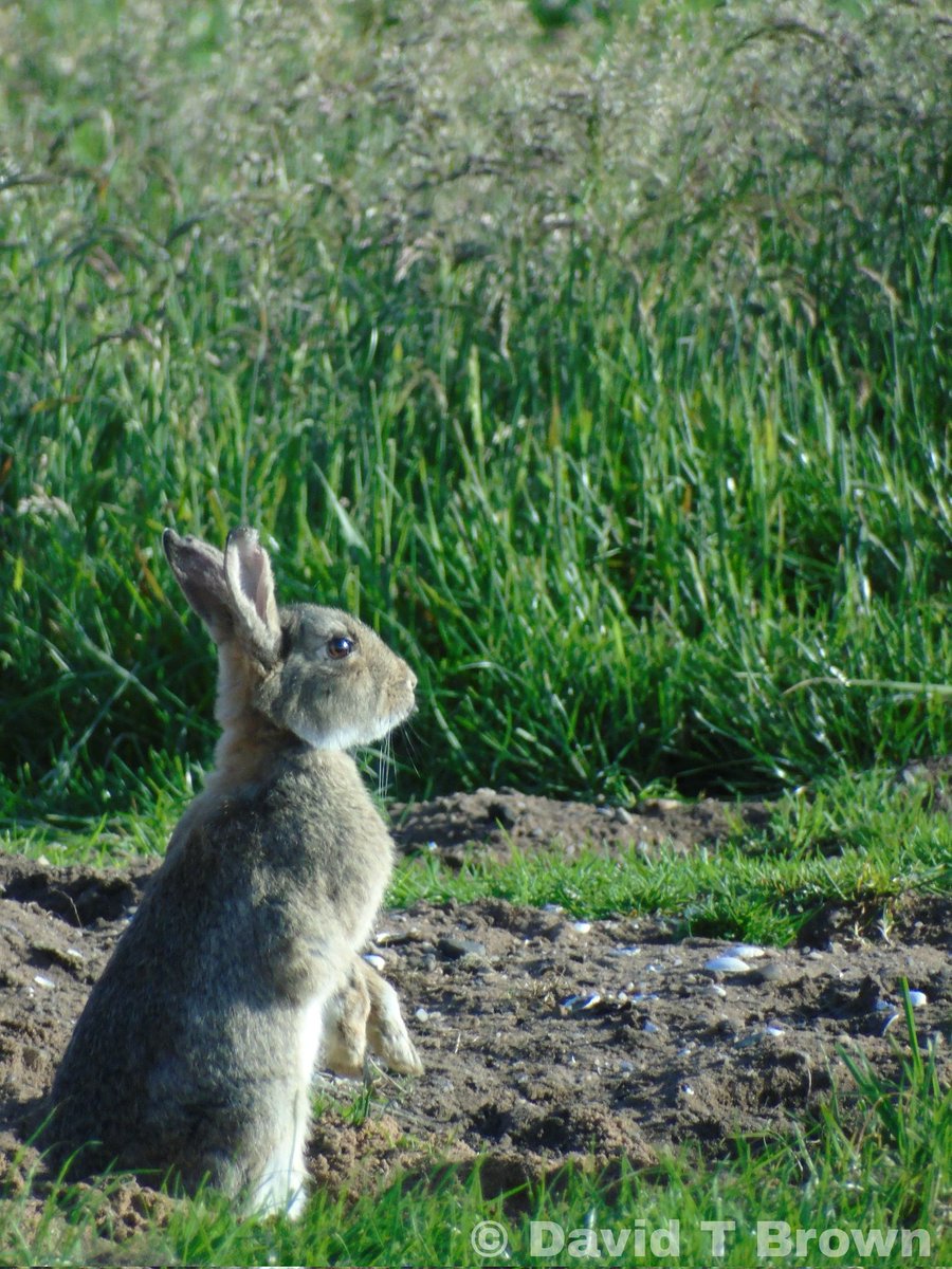 Wild Bute tweet media