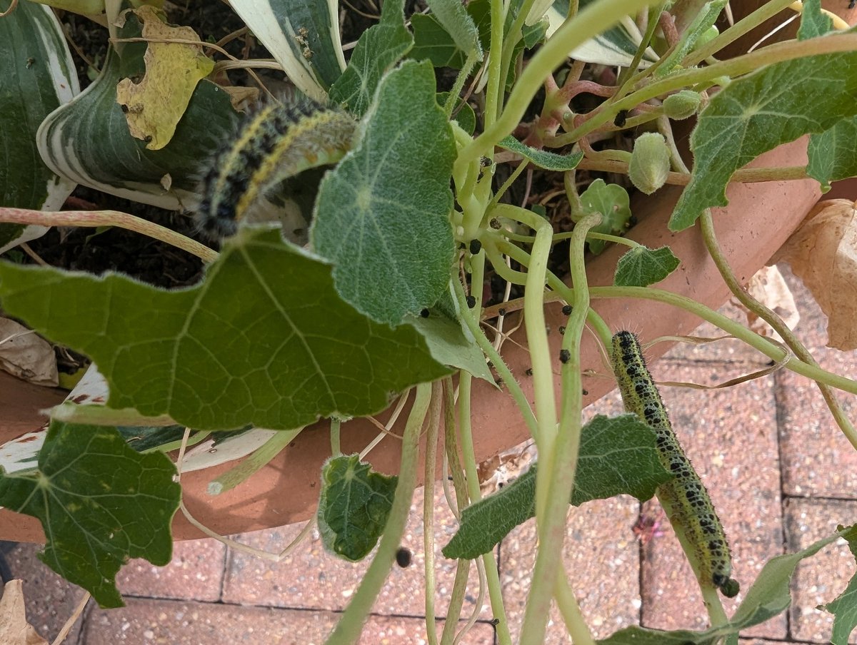 TregramSable's tweet photo. Caterpillars feasting on Nasturtiums. Large White?
#butterflyconservation #WildlifeConservation #GWandShows https://t.co/CDVBerhJFy