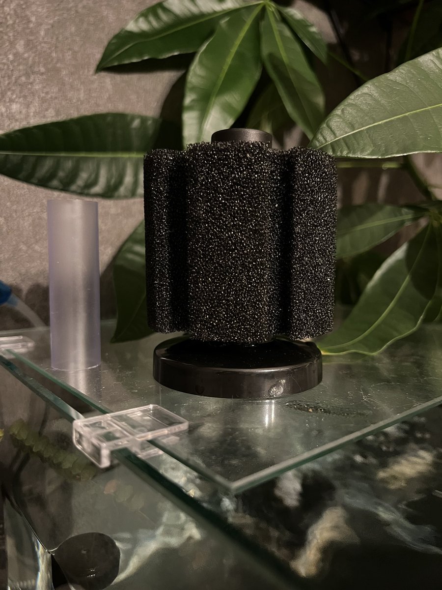 良さそうなスポンジフィルターだなと思って購入したら、水槽入れたらめっちゃ浮く🧽

ふぶきテトラさんも出直して来い言ってたわ。
使えん。
 #アクアリウム