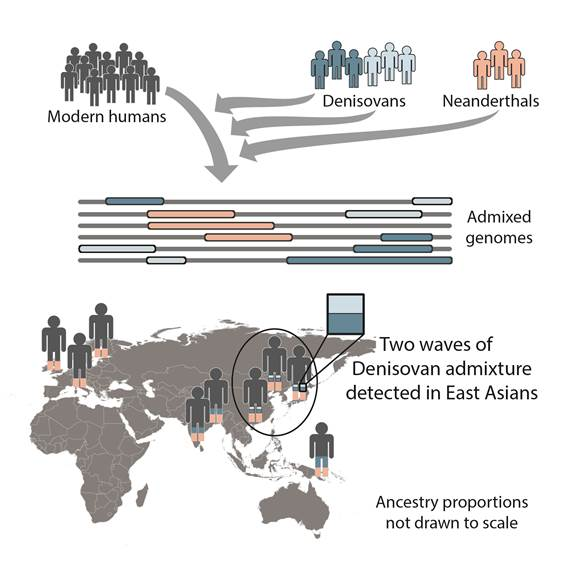 KeithWoodsYT's tweet photo. 🧬🔬 Thanks to genetic science, we now know that:

- 10-20% of the ancestors of Eurasian people are neanderthal

- West African populations have up to 19% "Ghost DNA", belonging to an extinct species their ancestors interbred with

- Southeast Asians have DNA of the extinct Denisovan species, as much as 3-5% in the aboriginal people of Papua New Guinea, Australia, the Philippines

- These aboriginals also have DNA belonging to a now extinct, but not yet discovered hominid species

The more discoveries we make, the more profound our racial differences seem. Yet blank-slatism seemingly remains a more ingrained dogma in the educated classes than ever