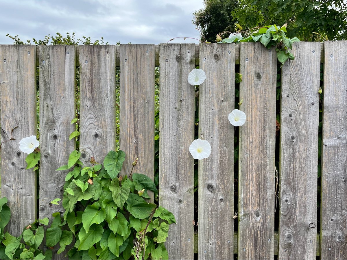 Bindweed doing what it does best! Bondgate car park, Bishop Auckland. <a href="/Naturalcalendar/">Noticing Nature: the British microseason project</a>  <a href="/NearbyWild/">NearbyWild #RewildTheEarth 🍃💚🍃</a>  <a href="/NewsBishop/">Bishop Auckland News</a>