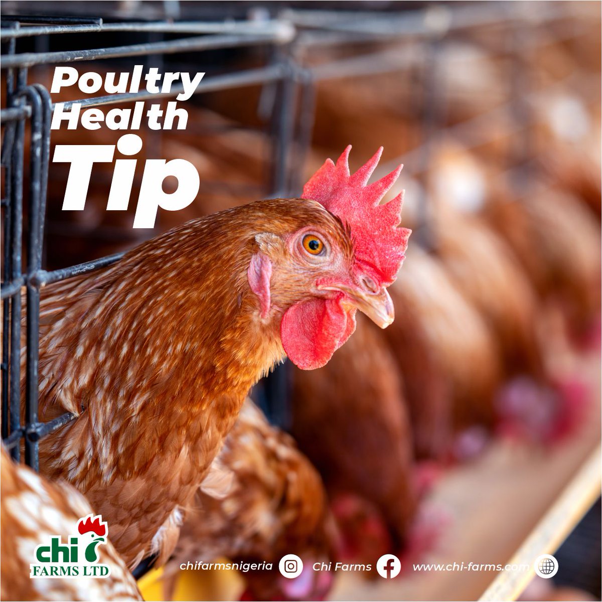 CHI FARMS LIMITED (@ChiFarmsLimited) / Posts / X