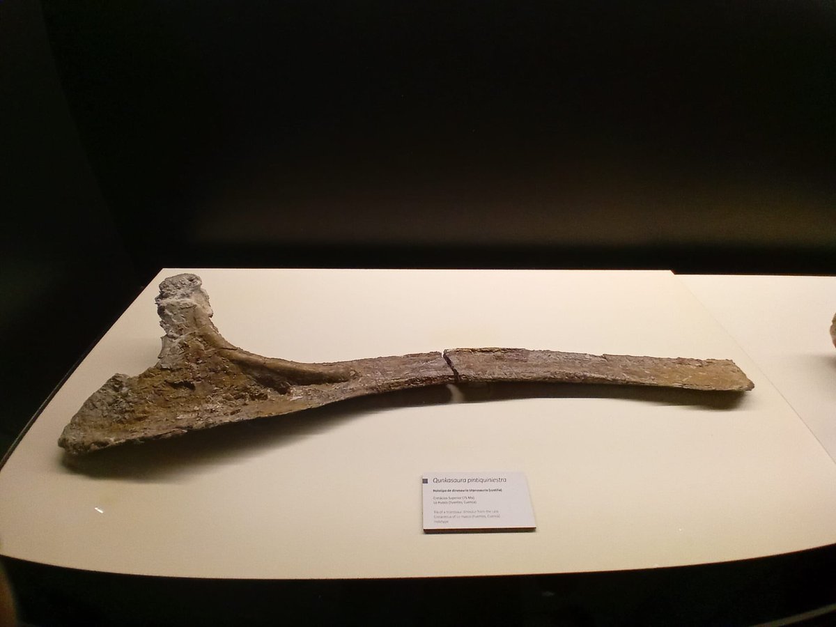 MuPaclm's tweet photo. 📣Hoy hemos acogido la presentación de una nueva especie de dinosaurio saurópodo, Qunkasaura pintiquiniestra, que vivió en #Cuenca hace 75 mill. de años y que midió hasta 20 m. 

👏Se trata de uno de los esqueletos de saurópodo más completos hallados en Europa. https://t.co/Ubz8KbtWN1