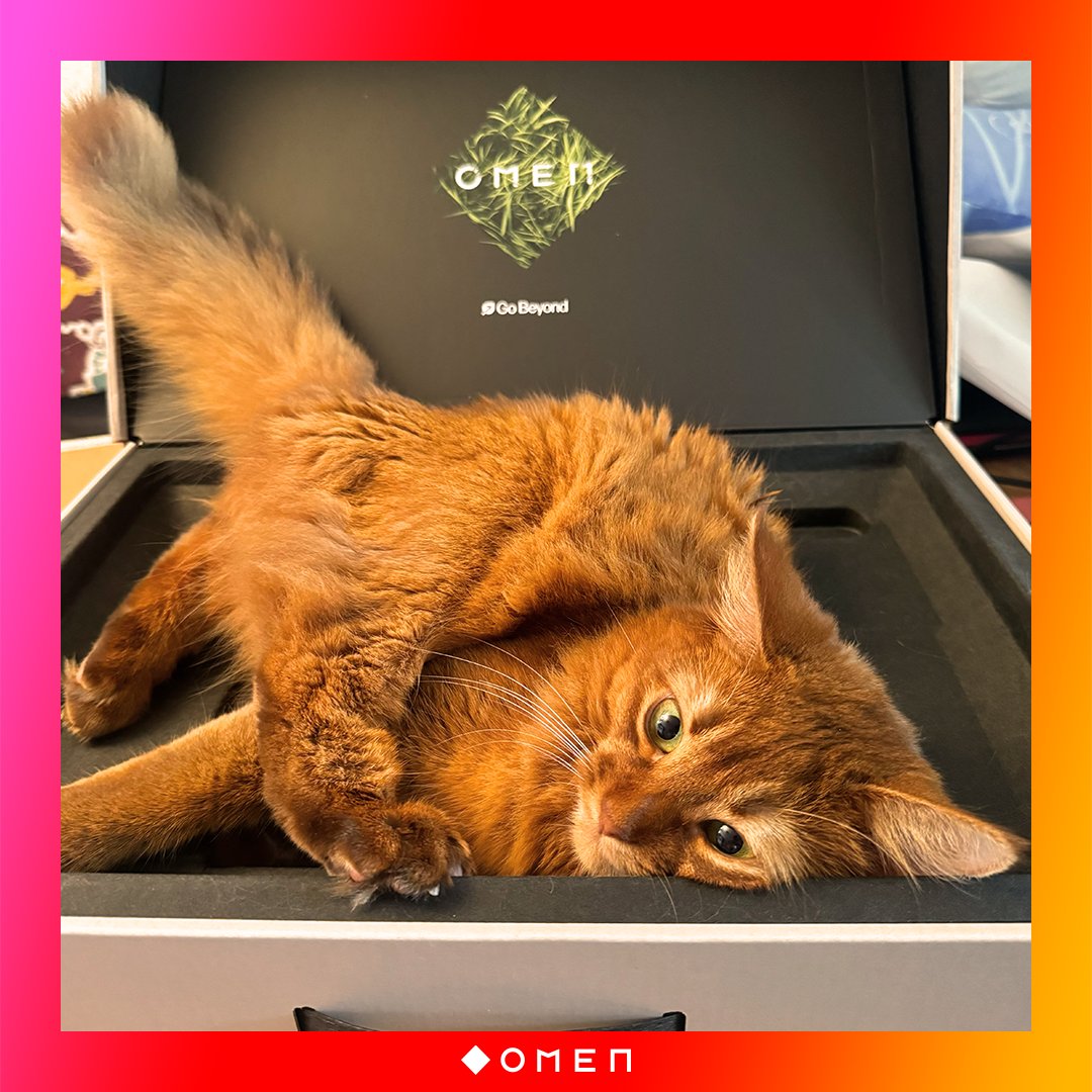 Am Unboxing des #OMEN17 können zwei Freude haben. Offizielles neues Katzenbett! 📦🐈
#OMEN #gaming #cat