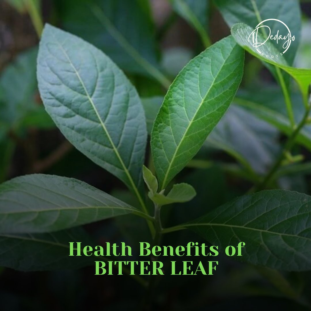 Health Benefits of Bitter Leaf (Vernonia Amygdalina)
Yoruba: Ewuro, Igbo: Onugbu, Hausa: Shiwaka
Benefits:
1⃣Remedy for stomachache
2⃣Reduces blood pressure levels
3⃣Ideal for prostate cancer patients
4⃣Combats pneumonia
5⃣Enhances fertility
Boil for 20mins, take 1/2 cup 2x daily