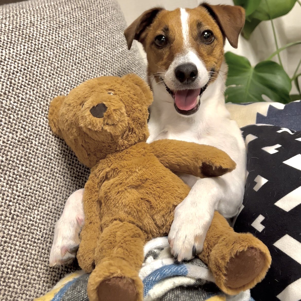 Gonzalez_JRT's tweet photo. 🐶🧸 https://t.co/wQHMpcGQIB