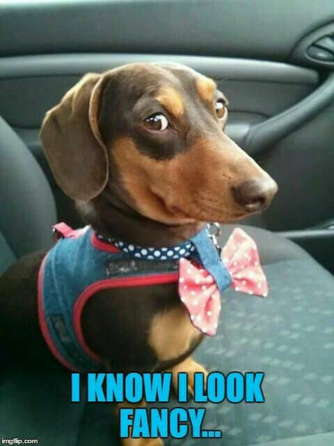 Sausage Inu tweet media