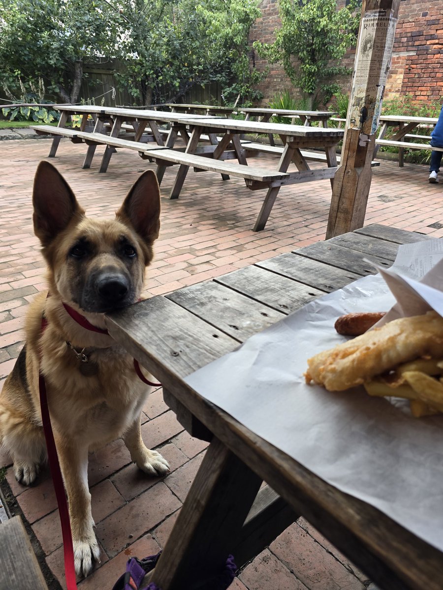 Bad Putty Tat (@badputty) on Twitter photo <a href="/gsrescueelite/">German Shepherd Rescue Elite ( GSRE )</a> Patiently waiting for her sausage to cool, on her #dogdayout to Blists Hill Victorian town <a href="/IronbridgeGMT/">The Ironbridge Gorge Museum Trust</a> <a href="/gsrescueelite/">German Shepherd Rescue Elite ( GSRE )</a> Patiently waiting for her sausage to cool, on her #dogdayout to Blists Hill Victorian town <a href="/IronbridgeGMT/">The Ironbridge Gorge Museum Trust</a>