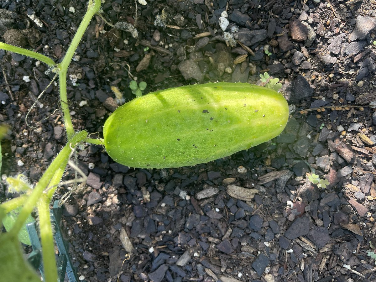 Ms Cleer’s Class tweet media