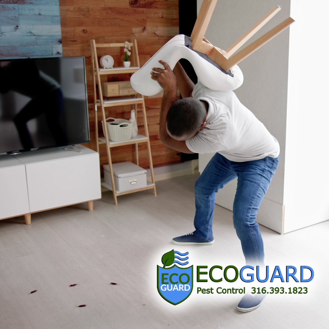 ecoguardkansas's tweet image. Roaches invading your space? It&apos;s time to call EcoGuard Pest Control! Our treatments target roaches and other pests, leaving your home clean and pest-free. 
#EcoGuardPestControl #PestFree #RoachProblem