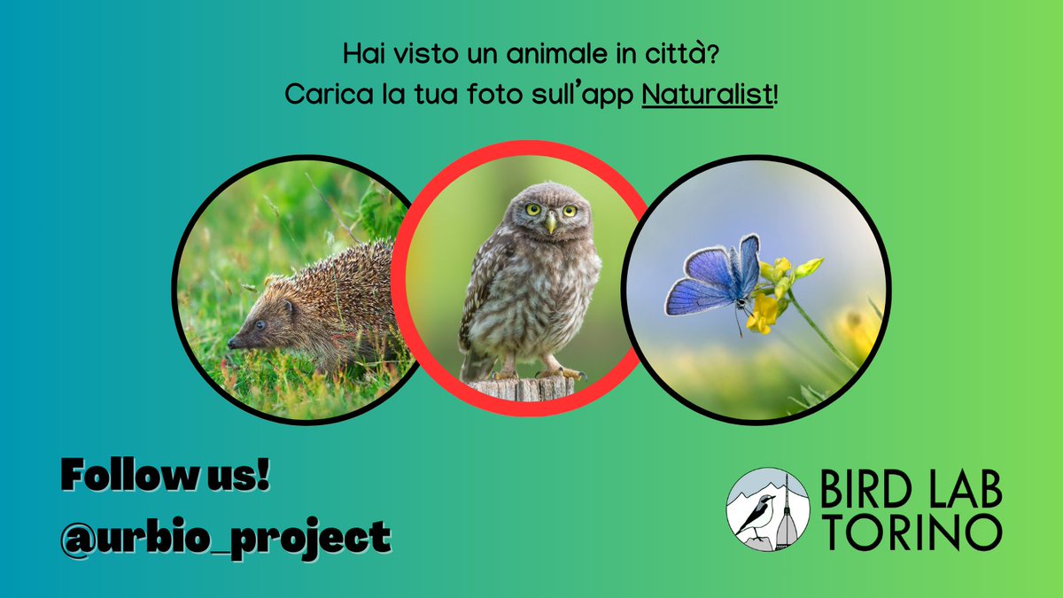 La #civetta è uno dei rapaci notturni più affascinanti e misteriosi🦉✨ L'avete mai avvistata?

Vuoi aiutarci a monitorare gli animali della tua città? Diventa #volontario! urbio.unimi.it

#biodiversity #citizenscienceitalia #athenenoctua #birdwatching