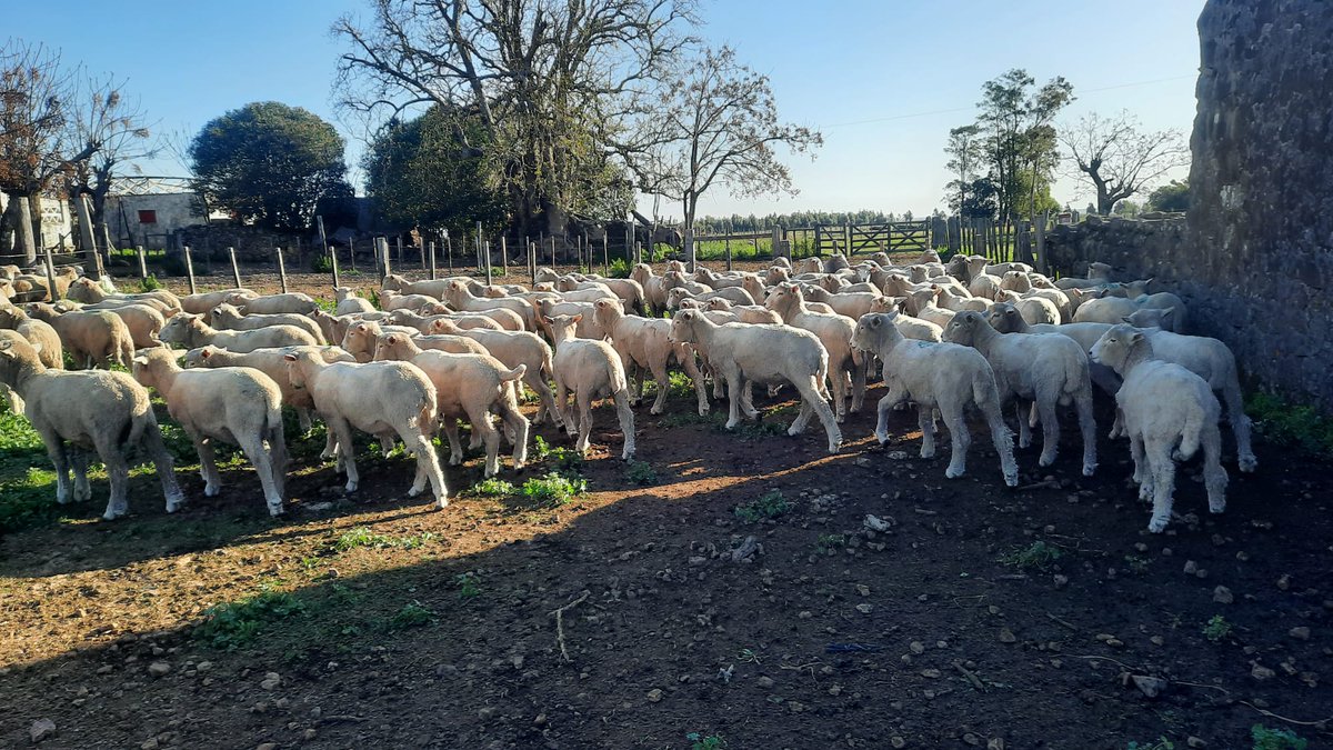 Hoy tocó sellada en el norte🇺🇾
#CorderosCLU
Aprovechá el adelanto disponible 💰y coordiná la carga 🚚hasta octubre inclusive🐑