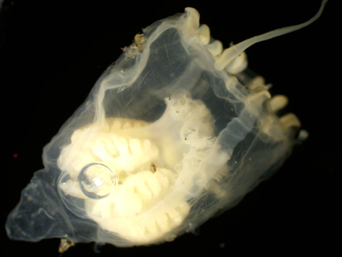 Check out this very cool zooplankton PhD at Leibniz Institute for Baltic Sea Research Warnemünde. It will be working with Jörg Dutz, who is part of the ICES WGZE. A brilliant opportunity. 

io-warnemuende.de/en/jobs.html