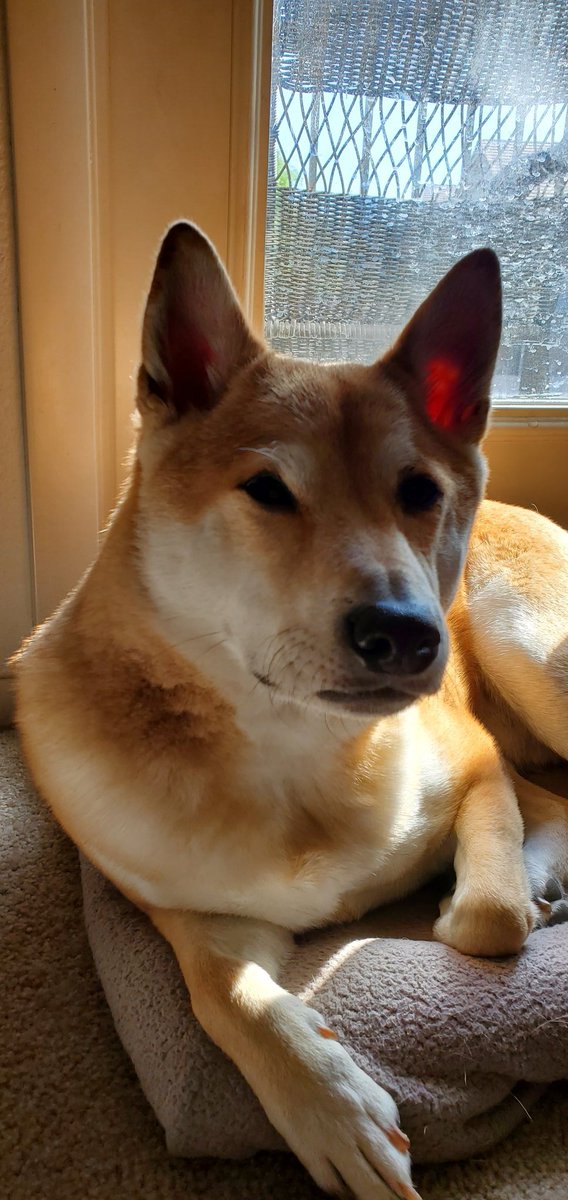 JSR2gamers's tweet image. What's a doggo (or a guy) gotta do to get some collaborations around here?

Shoot me a DM if you want to work with us! I'm looking for video projects, live stream projects, speedrun-related projects and more!