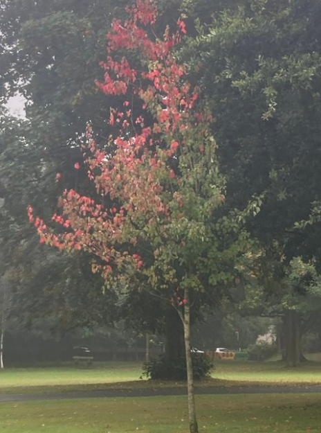 tompalmerauthor's tweet photo. Third of my #run100 runs for @CR_UK today, passing this lovely autumnal tree.
I am up to 11.8 miles and ยฃ620 towards my ยฃ1000 new target.
Thank you for your support so far. https://t.co/E7oWmQbCeo https://t.co/jTOGG6WBqC