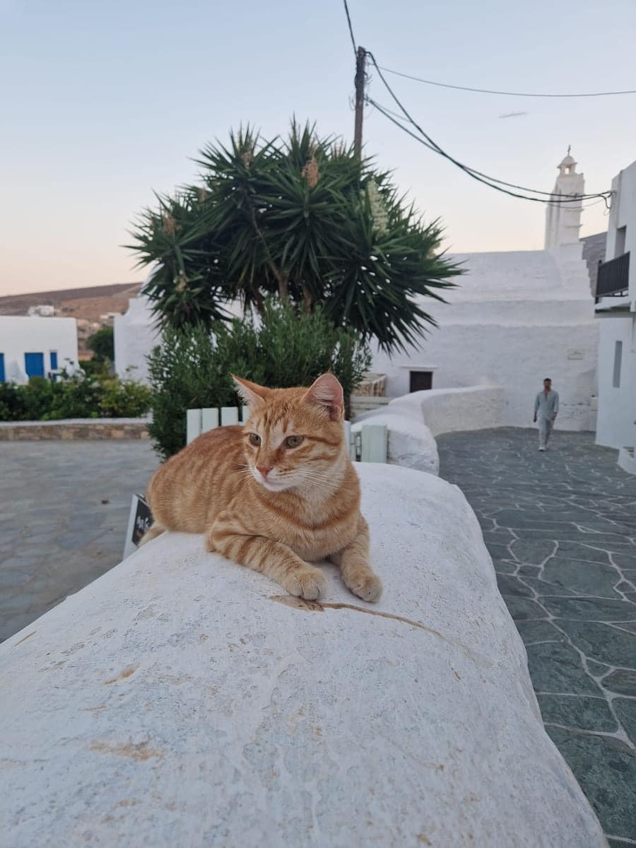 TravellingCats's tweet image. Folegandros, Greece 🇬🇷
Photo by Corinna Giraudi

#cats #CatsofTwittter #GreekLife #catpictures #travelphotography #kitty #OrangeCats #meow