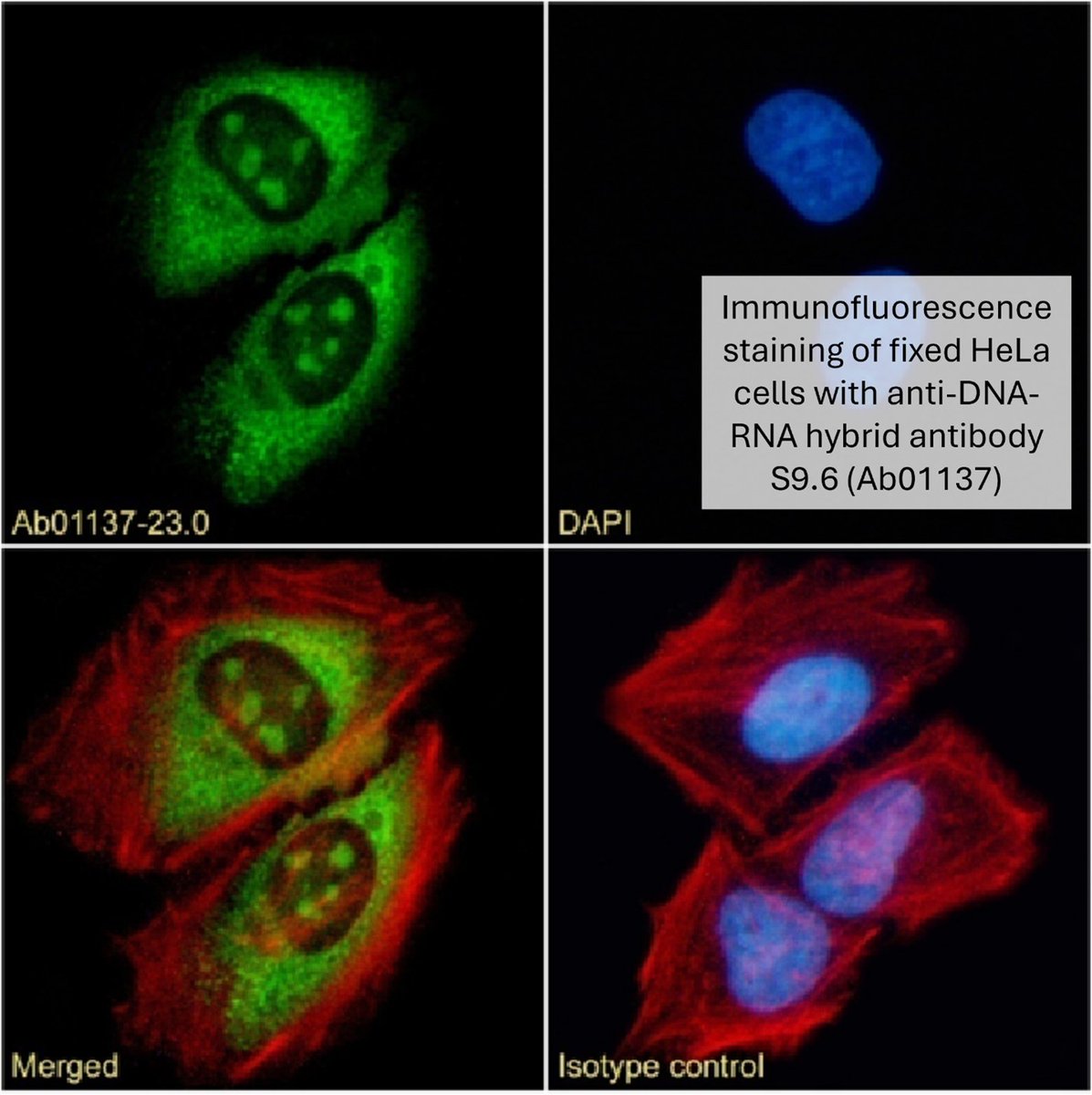 Absolute Antibody tweet media