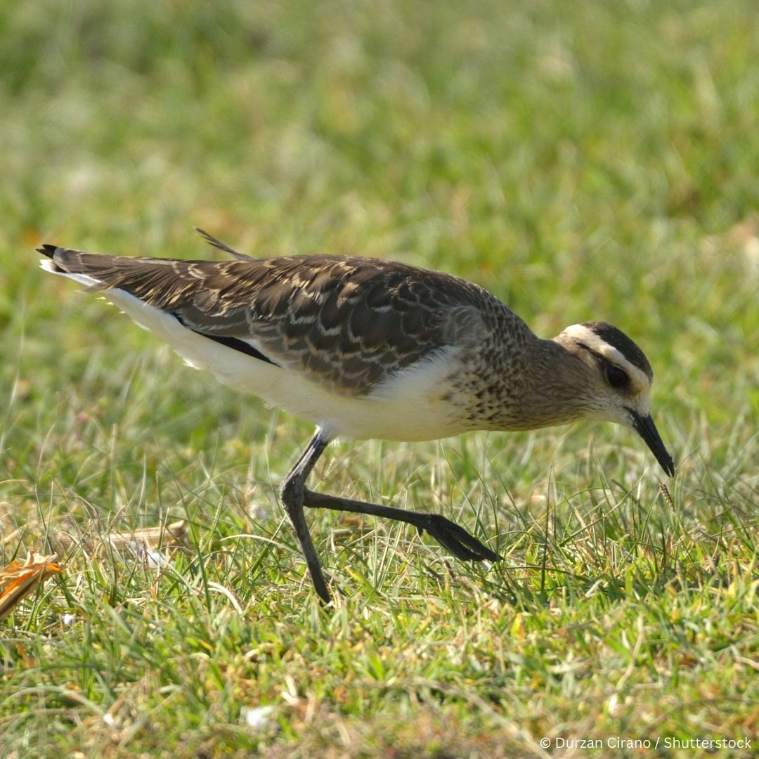 Meet the extroverts of the bird world – the Sociable Lapwing! 🪶

As the name suggests, this species forms large flocks during migration, and while wintering, their flocks can frequently include birds belonging to other species! 🐥

These birds are easily recognisable with their